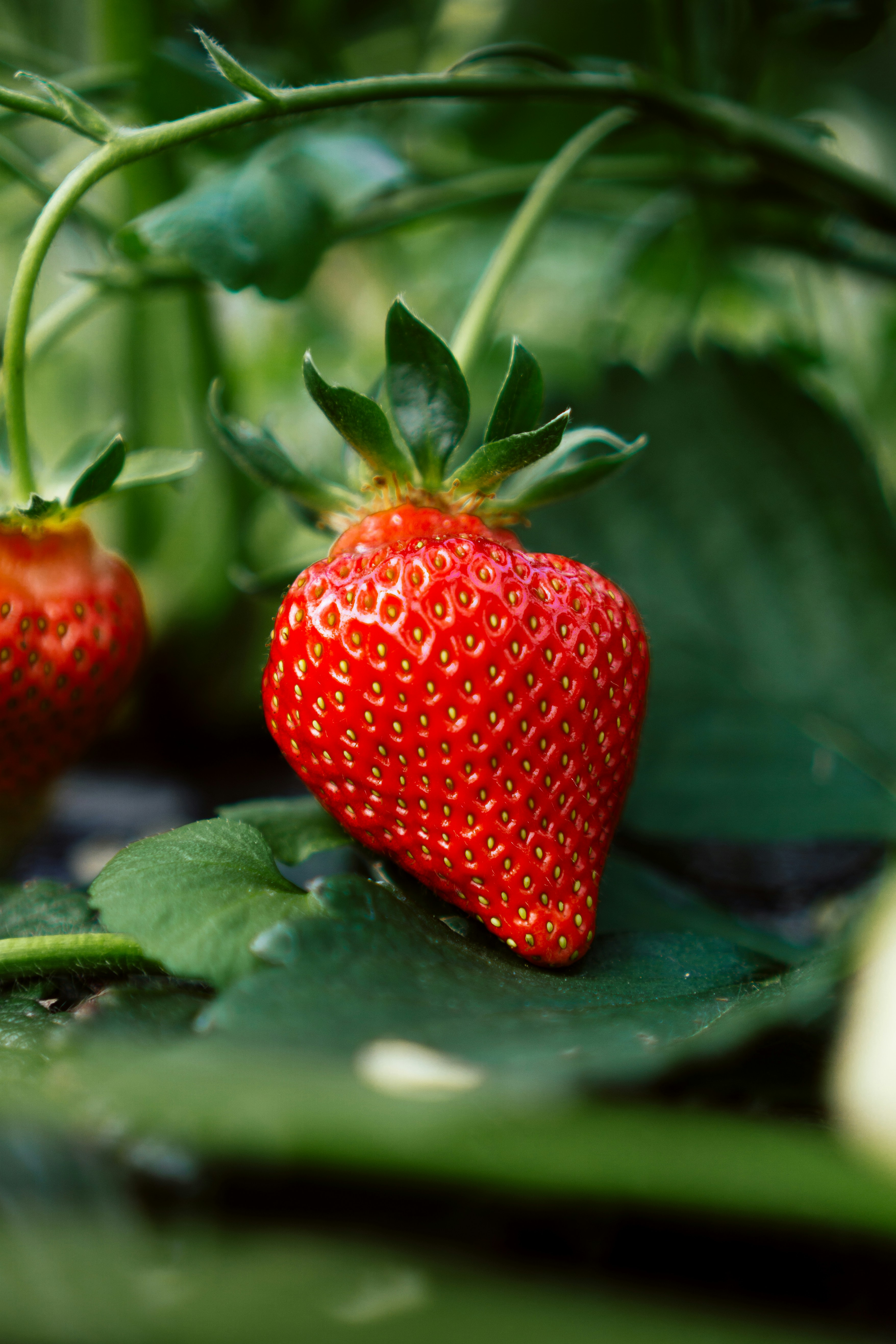 straberry